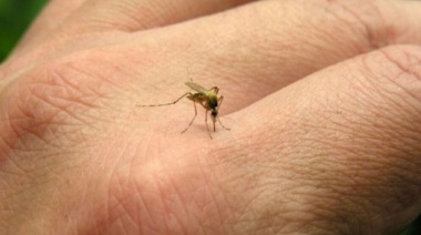 “Pésimo control”: La política bonaerense le reclama a Nación por los casos de dengue