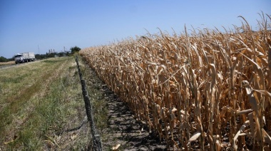Efecto sequía: Prorrogan por 180 días las exportaciones de maíz
