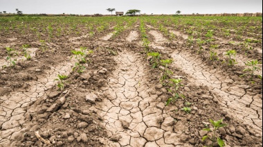 El Banco Provincia amplió el acceso a la tasa especial por la emergencia agropecuaria