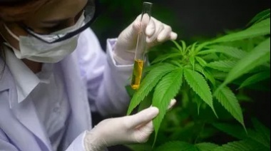 Luz verde a la reglamentación de la Ley de Cannabis Medicinal