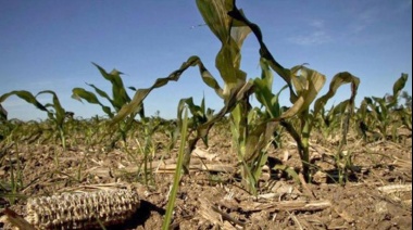 Lanzan nuevos beneficios para productores afectados por la sequía