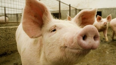 La industria porcina perdió 4000 productores en 2018