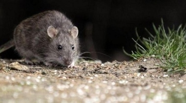 Un vecino de Berisso, nuevo caso de hantavirus autóctono