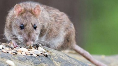 La Provincia tuvo la primera víctima de hantavirus