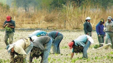 Evasión: 83% de los trabajadores rurales son informales