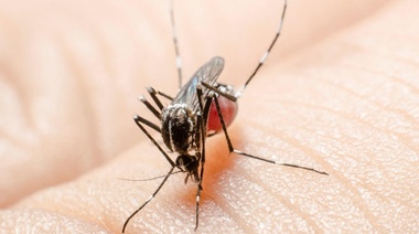 Salud avanza en la prevención del dengue