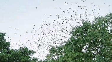 El municipio busca controlar la invasión de estorninos