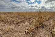Nación declara la emergencia agropecuaria en casi 20 distritos bonaerenses