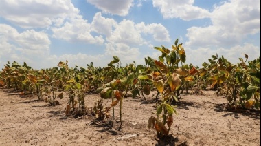 La falta de lluvia agudiza la emergencia agropecuaria en la Provincia
