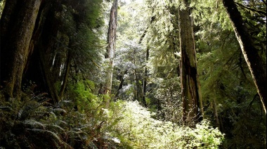 La Provincia compensará a los productores que protejan los bosques nativos