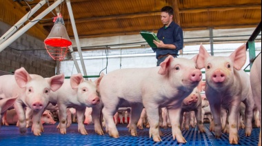 La Provincia lanzó una nueva línea de financiamiento para el sector porcino