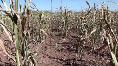 Avanza la declaración de emergencia agropecuaria para 13 municipios