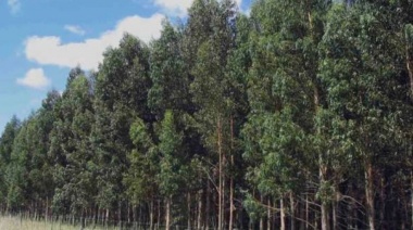 Chaves busca fomentar la actividad forestal