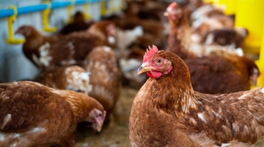 Preocupan los casos de gripe aviar en los municipios bonaerenses