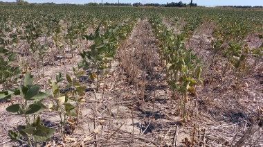 Efecto sequía: Más distritos bonaerenses en emergencia agropecuaria