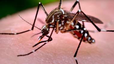 ¿Cuántos casos de dengue y chikungunya registró la Provincia?