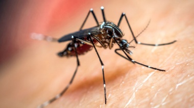 Kreplak alerta por la epidemia de dengue y chikungunya