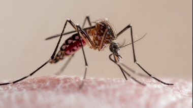 Sistema sanitario en alerta: Suben los casos de dengue y chikungunya