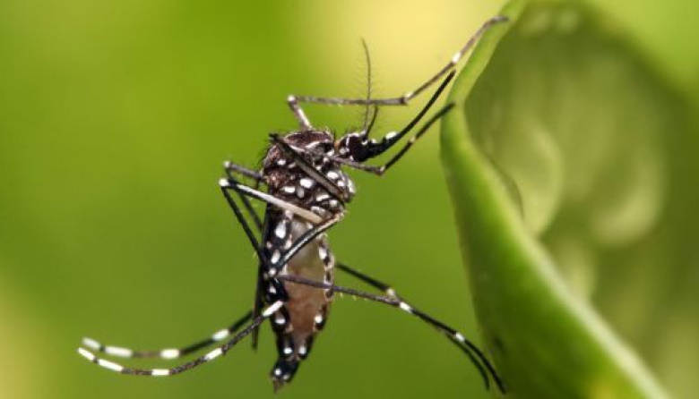 La Provincia abre la inscripción para la vacuna contra el dengue