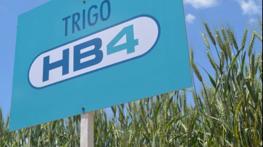Inhabilitan el uso del trigo transgénico resistente a sequía en la provincia