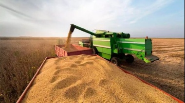 Productores de granos deberán informar dos veces por año su producción