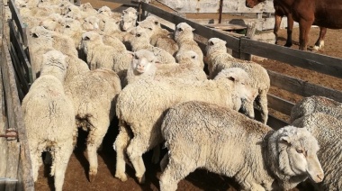 Faena ovina: En territorio bonaerense se registró un incremento del 54%