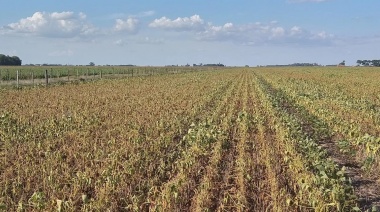 Sequía en Junín: Productores rurales piden que declaren la emergencia agropecuaria