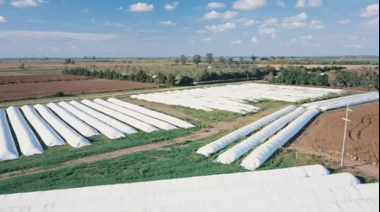 El campo liquida menos dólares y el bolsillo argentino lo nota