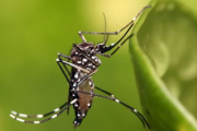 La Provincia abre la inscripción para la vacuna contra el dengue