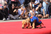 Domingo de mascotas en La Plata: desfile, vacunación gratuita y feria en Plaza Azcuénaga